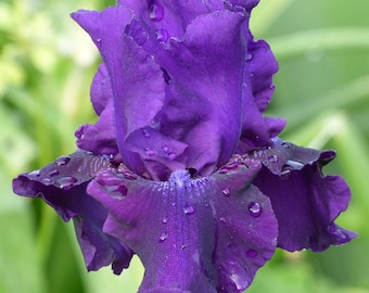 Iris 'Rosalie Figge' | Bearded Iris - 1 bareroot rhizome
