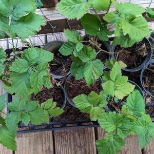 Puede incluir: Vista a&eacute;rea de varias plantas peque&ntilde;as en macetas con hojas verdes. Las plantas est&aacute;n en una bandeja de pl&aacute;stico negro, sobre una superficie de madera. Las hojas son de un color verde vibrante y las plantas parecen sanas.