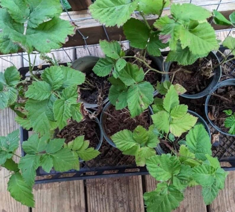 Puede incluir: Vista a&eacute;rea de varias plantas peque&ntilde;as en macetas con hojas verdes. Las plantas est&aacute;n en una bandeja de pl&aacute;stico negro, sobre una superficie de madera. Las hojas son de un color verde vibrante y las plantas parecen sanas.