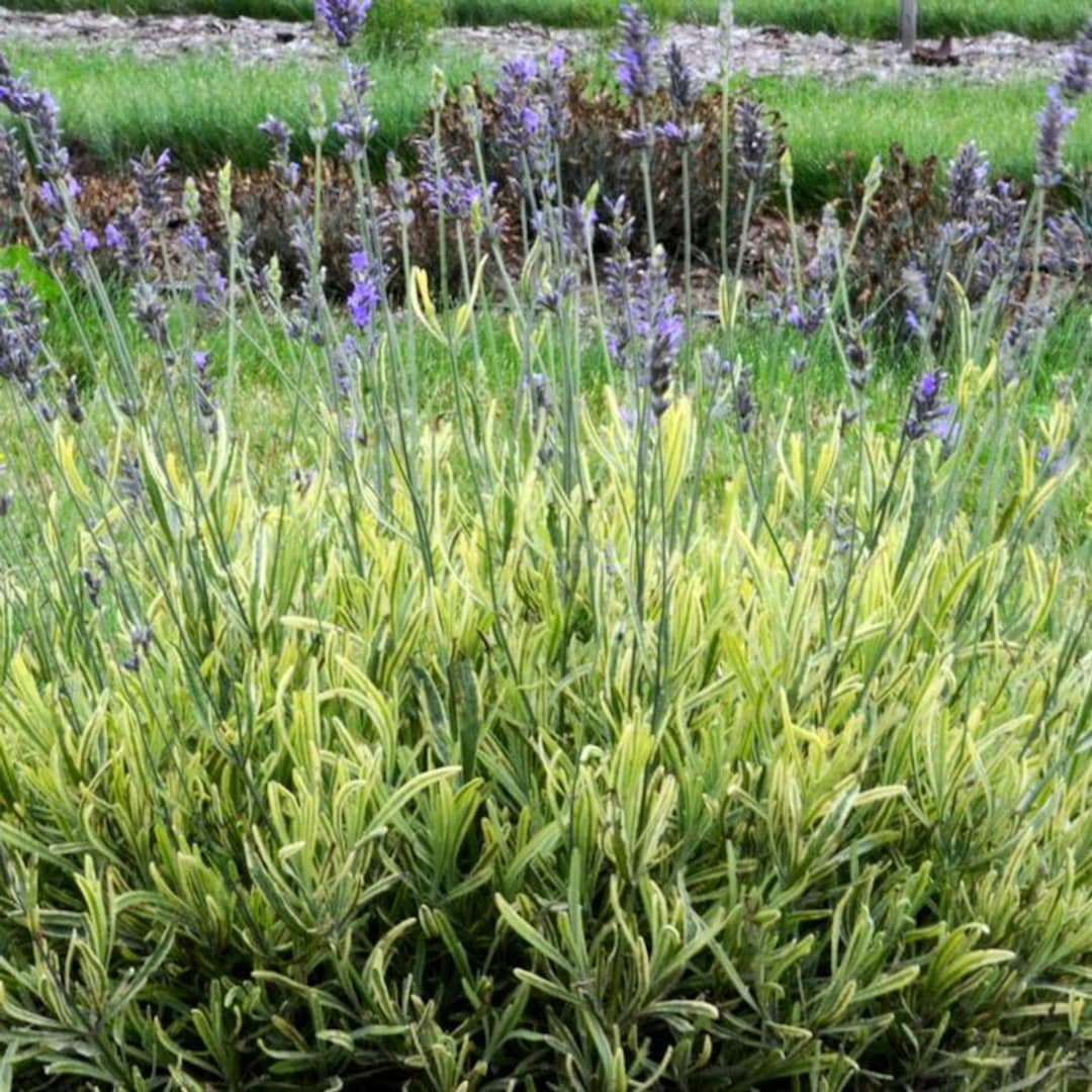 lavandula-angustifolia-platinum-blonde-variegated-english-lavender