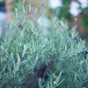 May include: Close-up of a plant with slender, light green leaves and reddish-brown stems. The leaves are long and narrow, with a slightly bluish tint. The plant appears to be outdoors, with a blurred background of other greenery.