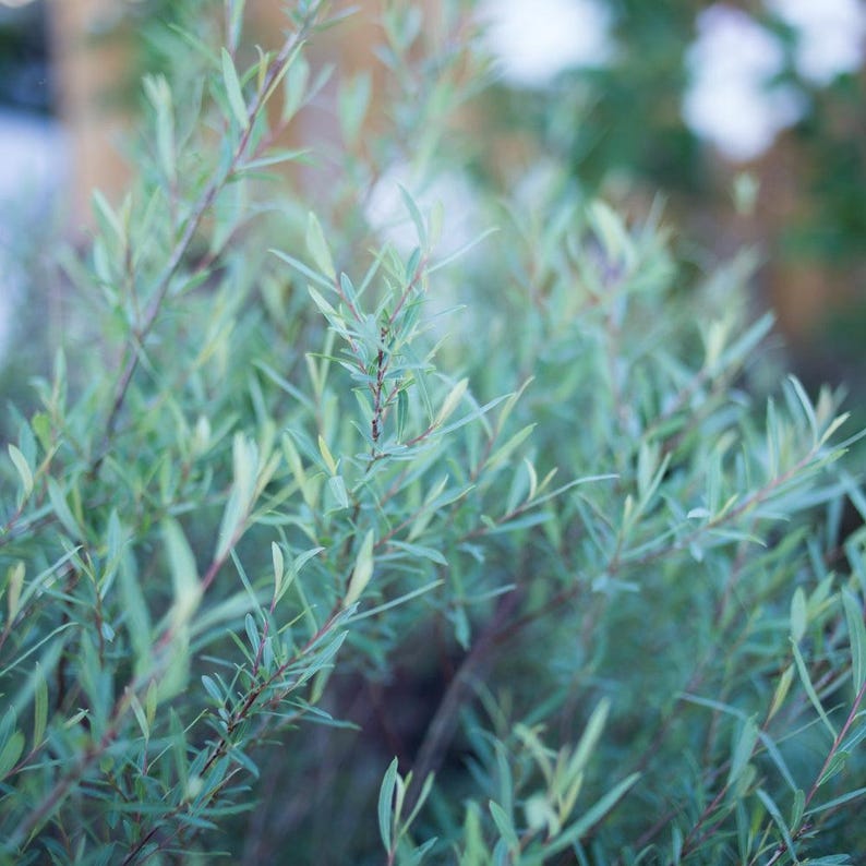 Plantingpartners Salix purpurea ‘Nana’ Willow - Thumbnail 5