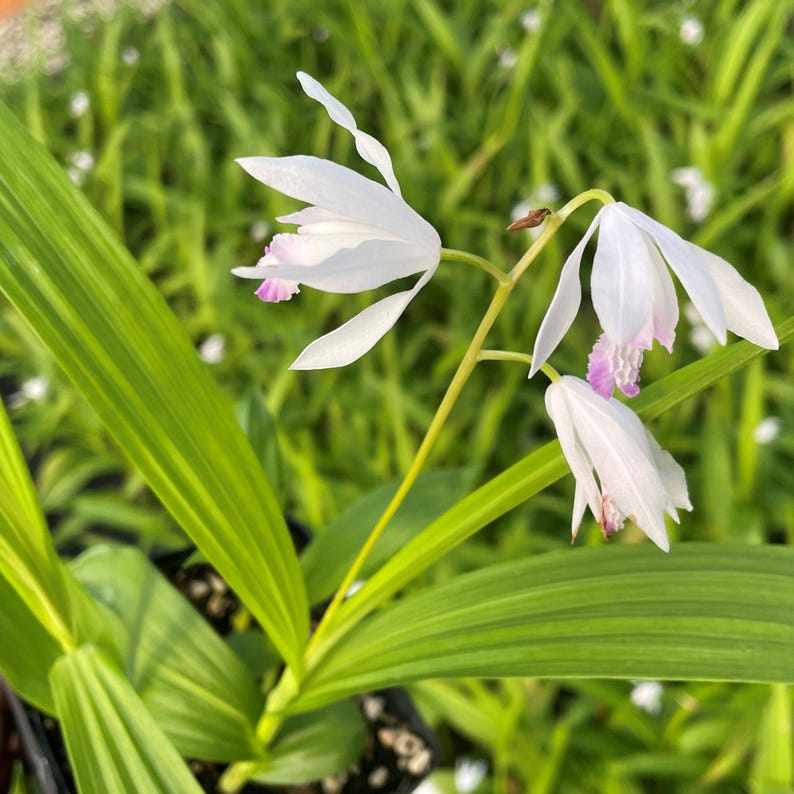 Bletilla striata 'Kuchibeni' Chinese Ground Orchid - Thumbnail 3