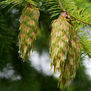 May include: Close-up of green pine cones hanging from a branch with needles. The cones have a layered structure with hints of red and yellow. Water droplets cling to the bottom of the cones, suggesting recent rain.