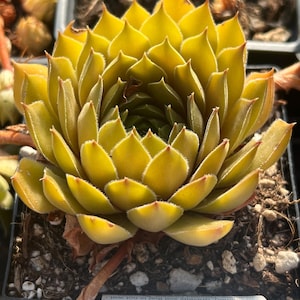 Sempervivum 'Bernstein' | Color Changing Yellow Hens and Chicks | Evergreen Succulent Groundcover | USDA Zones 4-9