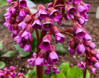 Bergenia 'Winter Glow' | Elephant Ear, Evergreen Shade Perennial