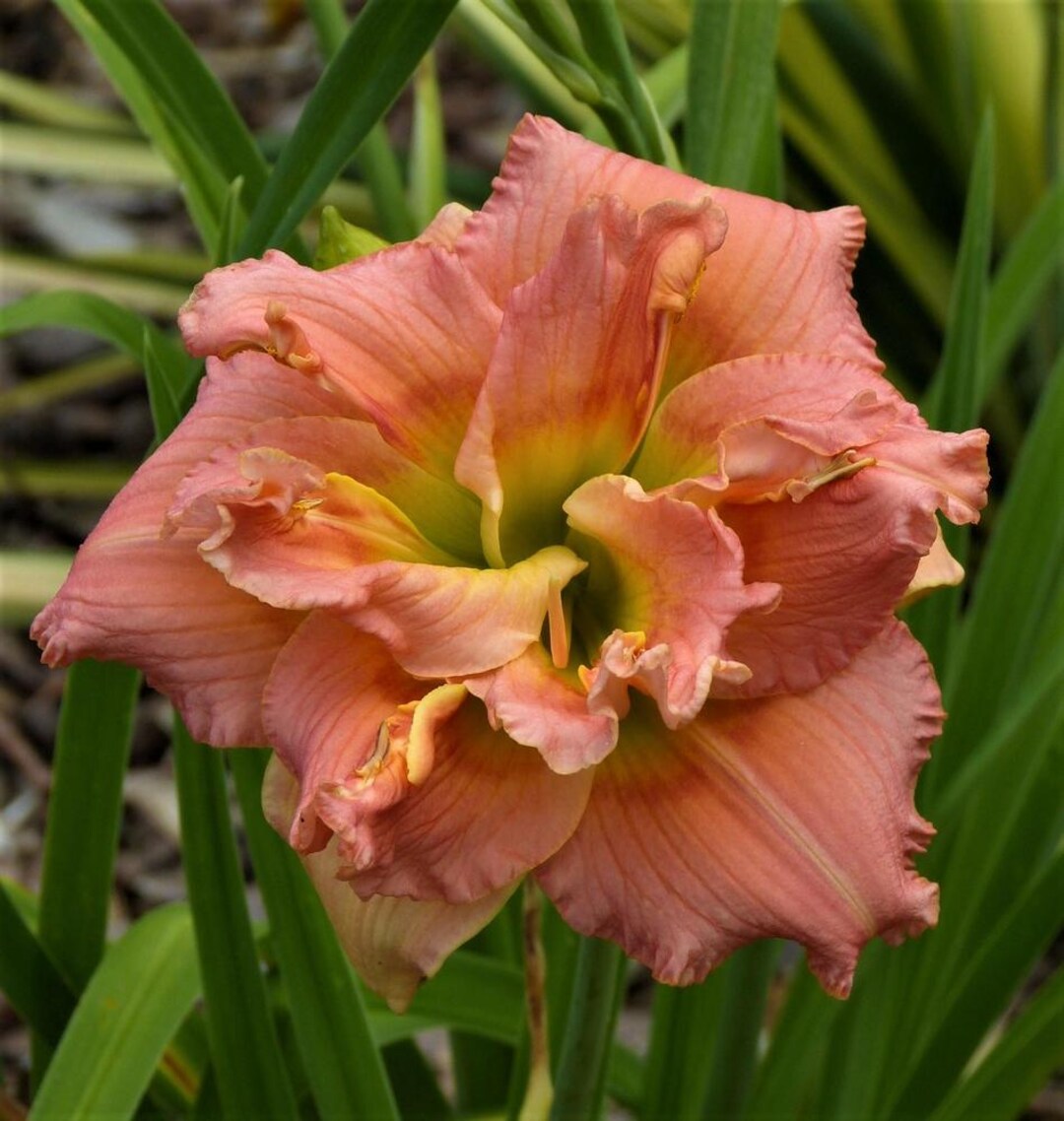 Hemerocallis 'lilylands Melon Sorbet' | Double Daylily | Re