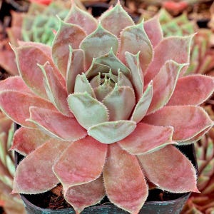 May include: Close-up of a succulent plant with layered, fleshy leaves. The plant features a rosette shape with a mix of pink and green hues. The tips of the leaves are pointed, and the overall texture appears soft and slightly fuzzy.