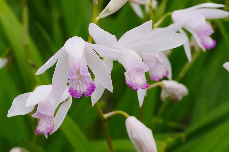 Bletilla striata 'Kuchibeni' Chinese Ground Orchid - Thumbnail 2