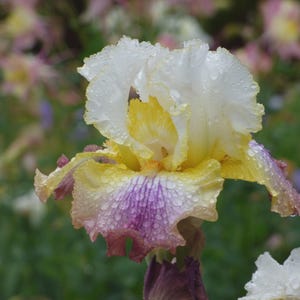 PRE-ORDER Fall Bulbs - Iris &#39;Sunrise Splendor&#39; | Bearded Iris | Reblooming Perennial | 1 bareroot rhizome | USDA Zones 3–9