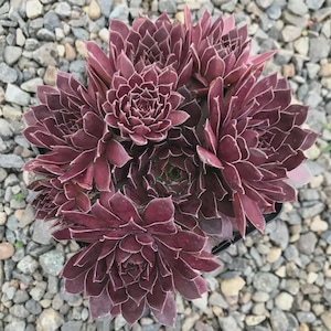 Sempervivum Chick Charms &#39;Chocolate Kiss&#39; | Hens and Chicks | Evergreen Succulent Groundcover | Cold Hardy, Low Maintenance | USDA Zones 4-9