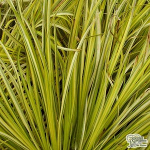 Acorus gramineus &#39;Ogon&#39; | Golden Sweet Flag Grass | Evergreen Ornamental Grass | Live Plant | Water Plant