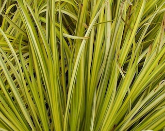 Acorus gramineus 'Ogon' | Golden Sweet Flag, Evergreen Ornamental Grass