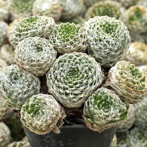 Sempervivum &#39;Cobweb&#39; | Fuzzy Hens and Chicks | Evergreen Succulent Groundcover | Drought Tolerant | USDA Zones 4-9