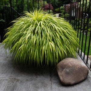 May include: A lush, green ornamental grass with yellow highlights, forming a rounded shape. A large, smooth, brown rock sits on the gray stone patio next to the plant. A black wrought iron fence is in the background.