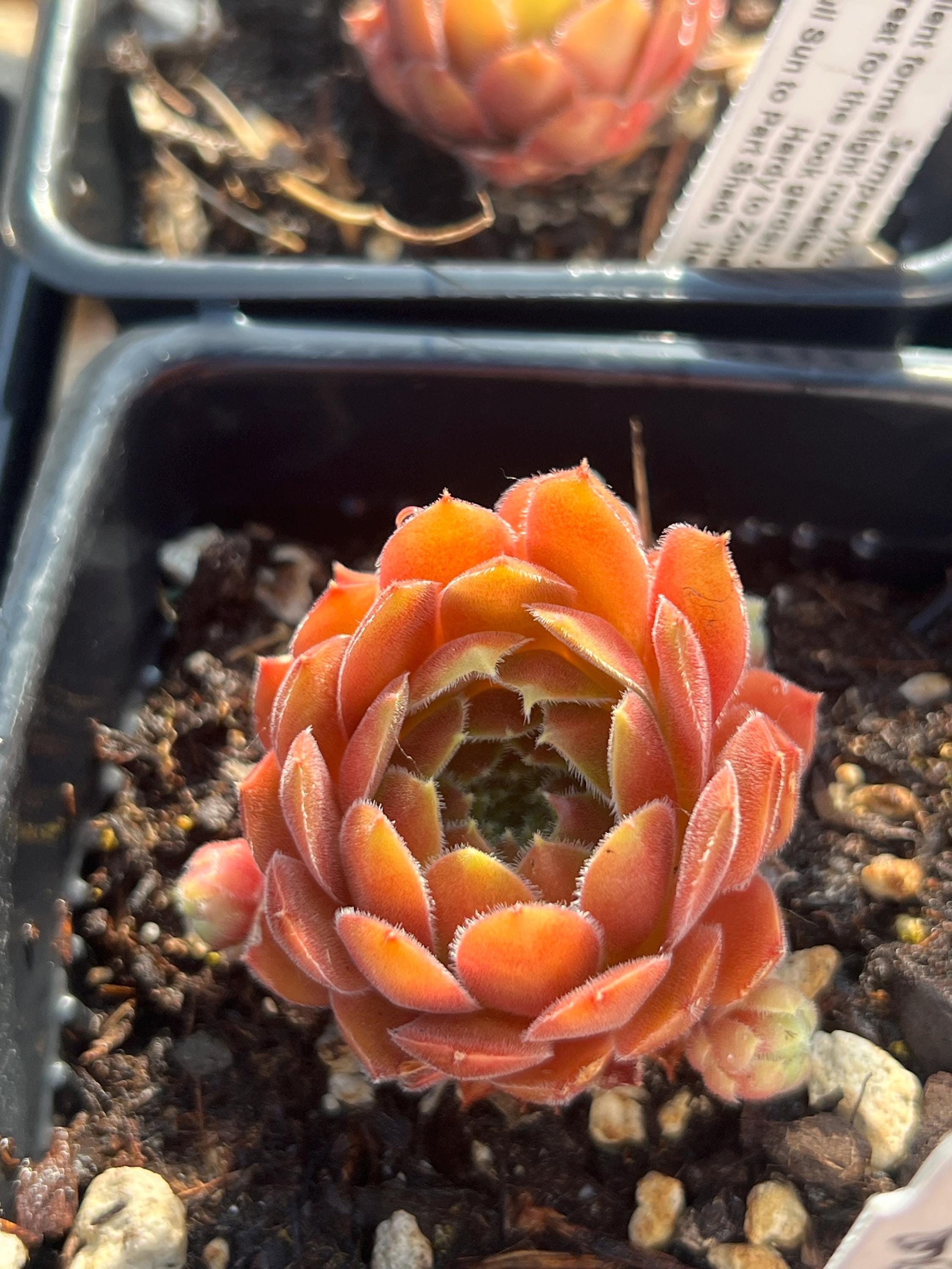 Sempervivum 'dea' | Color Changing Hens and Chicks Succulent - Etsy