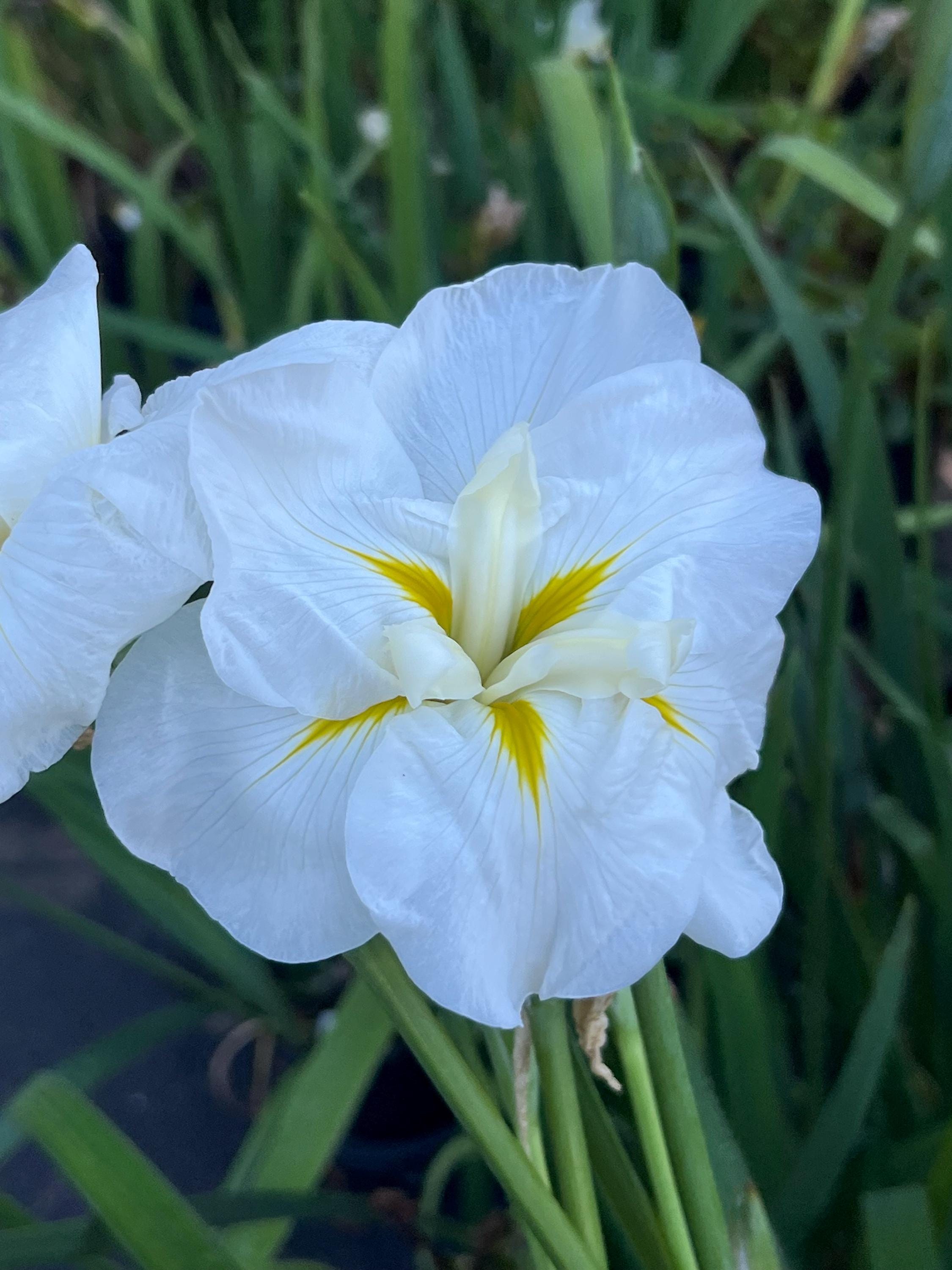 Iris ensata 'White Ladies' Japanese Water Iris