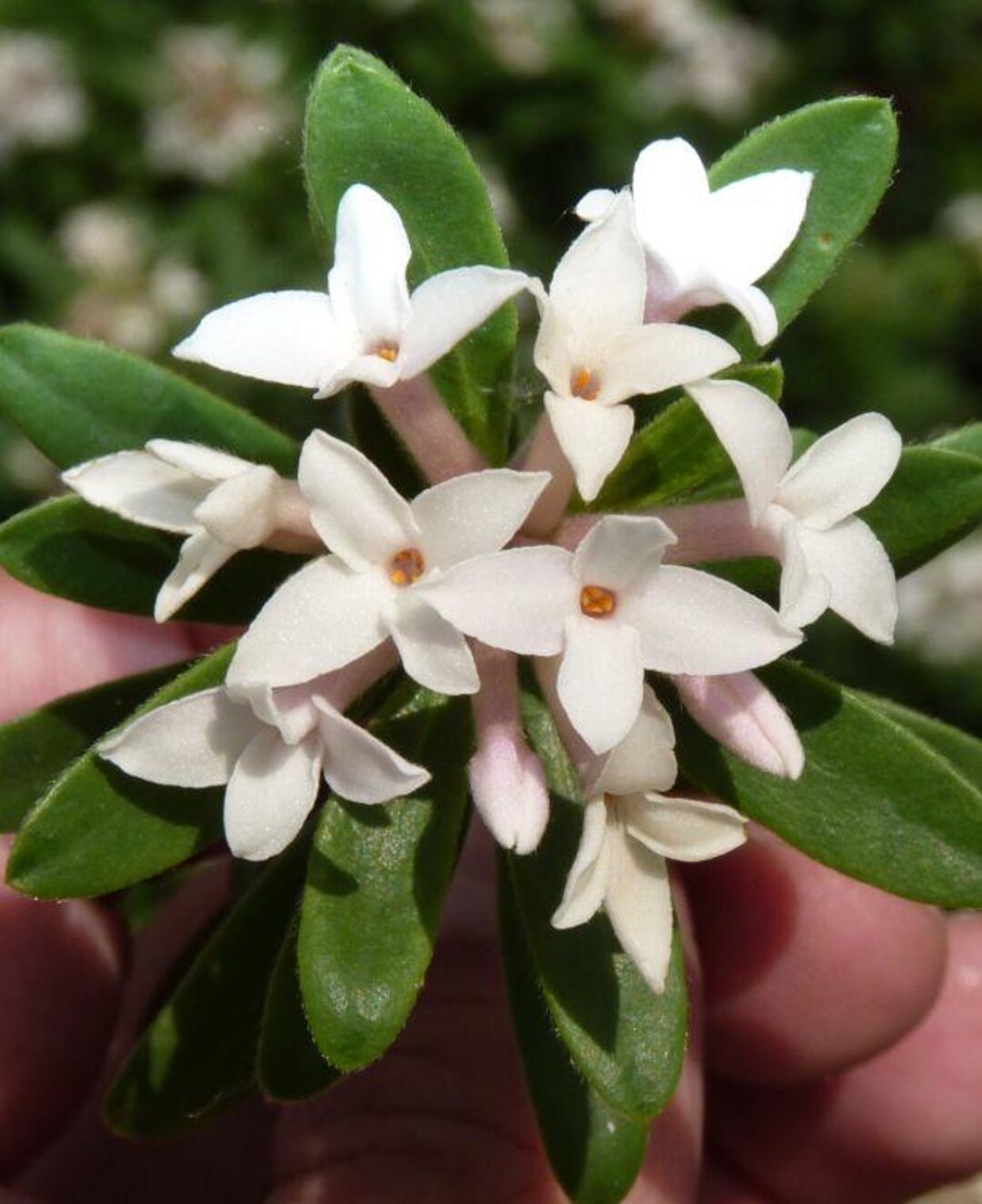 Daphne X Rollsdorfii 'eternal Fragrance' | Summer Daphne, Fragrant