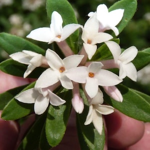 May include: Close-up of a cluster of white flowers with a yellow center, surrounded by green leaves. The petals are delicate and star-shaped. The leaves are oval and smooth. The overall image is bright and natural.