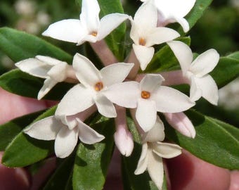 Daphne x rollsdorfii 'Eternal Fragrance' | Summer Daphne, Fragrant Evergreen Shrub - 1 gallon pot