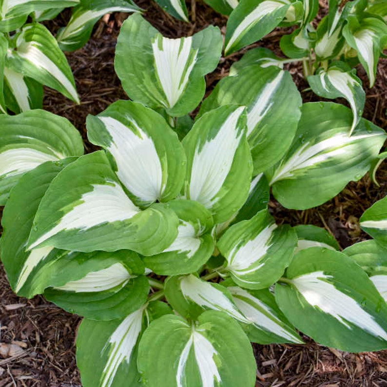 May Hosta Hosta 'night Before Christmas' | Medium Large Variegated Plantain Lily ...