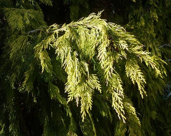 Chamaecyparis 'Winston Churchill' | Golden Lawson Cypress, Dwarf Evergreen Conifer | Multiple Size Options