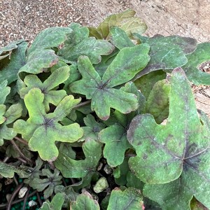 Tiarella 'Pink Skyrocket' | Foam Flower, Compact Shade-Loving Perennial - 1 gallon pot image 7