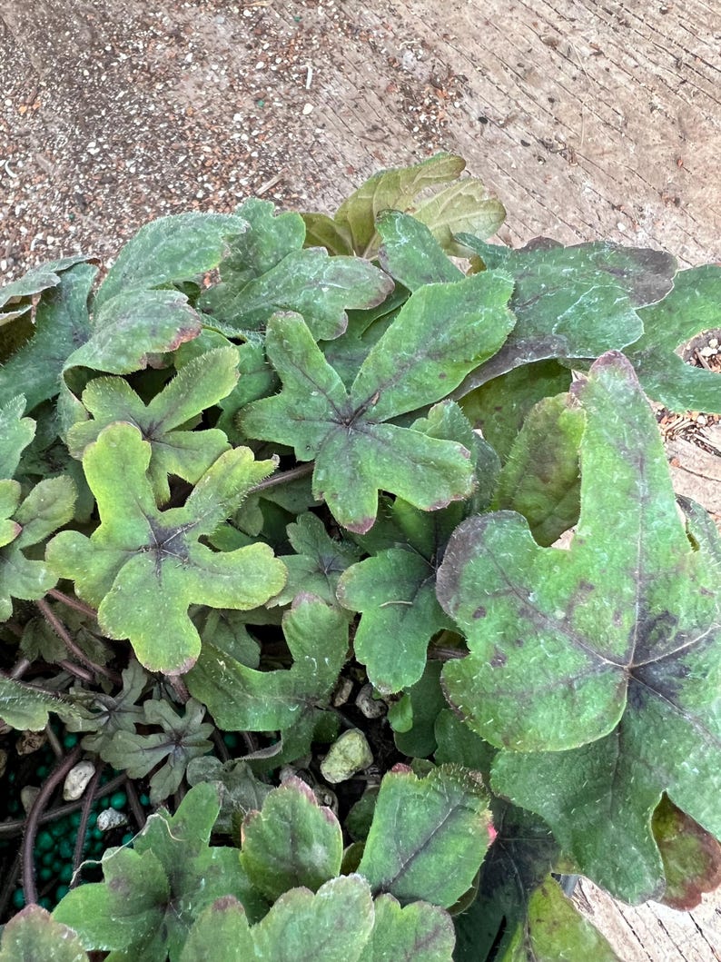 Tiarella 'Pink Skyrocket' | Foam Flower, Compact Shade-Loving Perennial - 1 gallon pot image 7