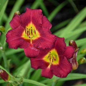 May include: Two deep red daylily flowers with yellow centers. The flowers are in bloom and have a delicate, ruffled appearance.