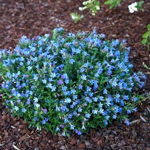 May include: A vibrant, low-growing plant with clusters of small, sky-blue flowers. The plant is surrounded by dark brown mulch, creating a striking contrast. Green leaves peek through the blooms, adding depth to the floral arrangement.
