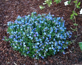 Lithodora ‘Heavenly Blue’ | Evergreen Groundcover | Light Blue Star-Shaped Flowers | USDA Zones 6–9