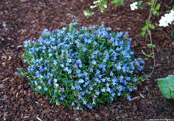 Lithodora 'heavenly Blue' | Light Blue Star-shaped Flowers
