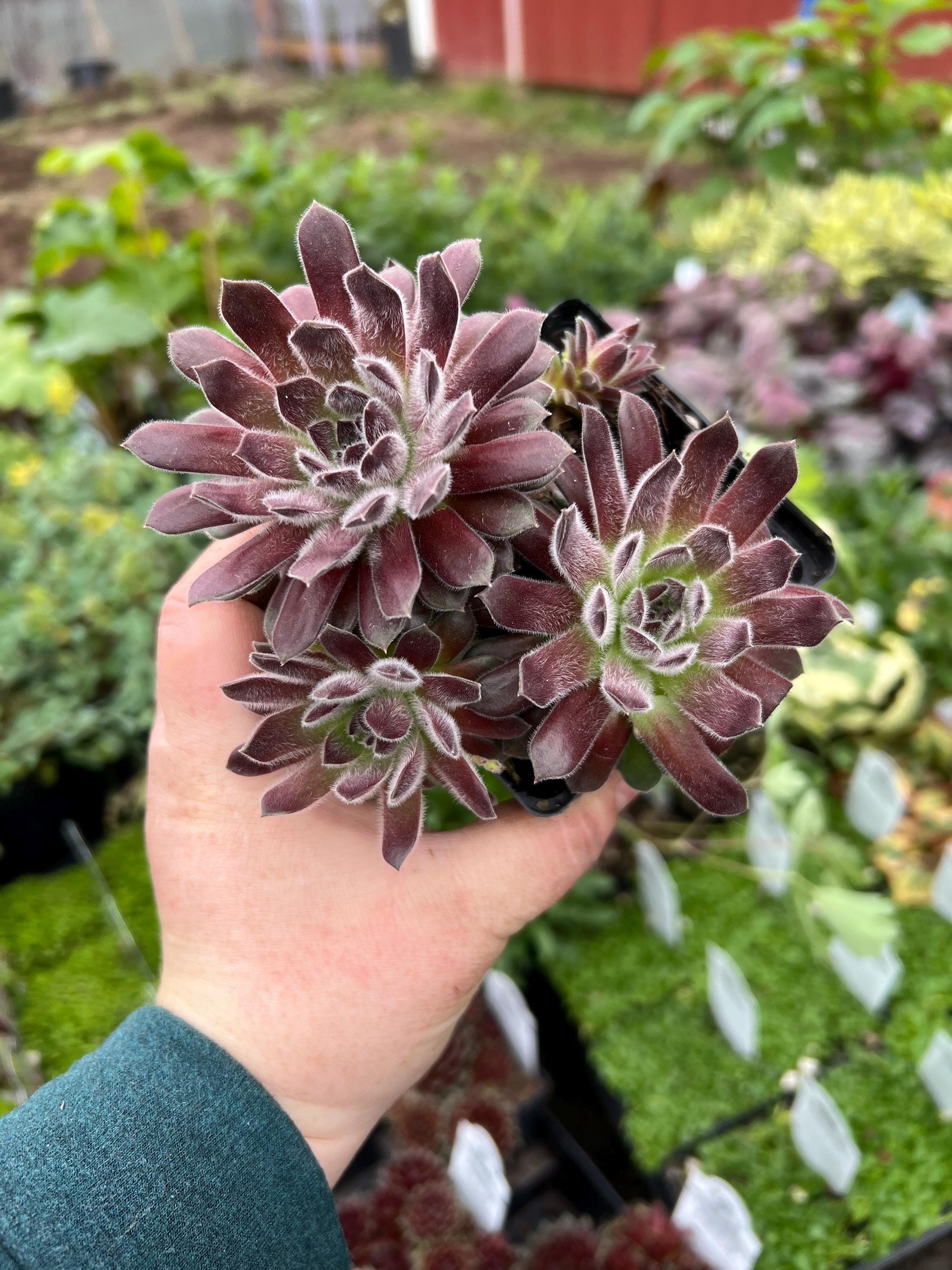 Sempervivum 'spirit of '76' | Color Changing Hens and Chicks