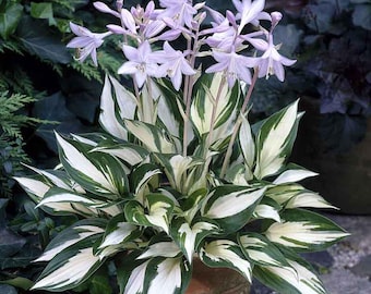 Hosta 'Fire and Ice' | Medium Small Variegated Plantain Lily - Fall 2026 Pre-Order