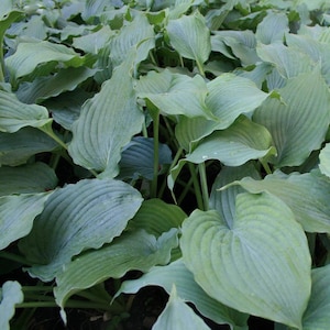 PRE-ORDER Fall Bareroot - Hosta &#39;Queen of the Seas&#39; | Giant Blue-green Hosta | Shade Perennial | Flowering Shade Plant | Slug Resistant