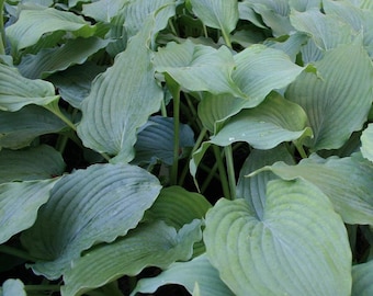 May include: A close-up view of a lush bed of hosta plants. The large, heart-shaped leaves are a muted blue-green color with prominent veining. The leaves have a slightly ruffled edge, and the image is well-lit, showing the texture of the foliage.
