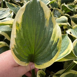 Hosta &#39;Twilight&#39; | Medium Variegated Green and Creamy Gold Hosta | Sun Tolerant Hosta | Slug Resistant