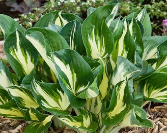 Hosta 'Sting' | Medium Variegated Plantain Lily - Fall 2026 Pre-Order