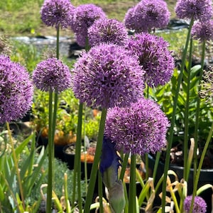 Allium 'Gladiator' | Tall Perennial Ornamental Onion - 6 inch Blooms! - Fall 2026 Pre-Order