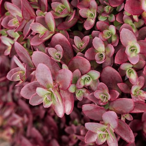 Sedum SUNSPARKLER &#39;Firecracker&#39; | Burgundy Stonecrop | Deciduous | Drought-Tolerant Succulent Groundcover | USDA Zones 4-9