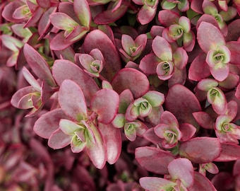 Sedum SUNSPARKLER 'Firecracker' | Burgundy Foliage, Perennial Stonecrop Succulent *Just Emerging*