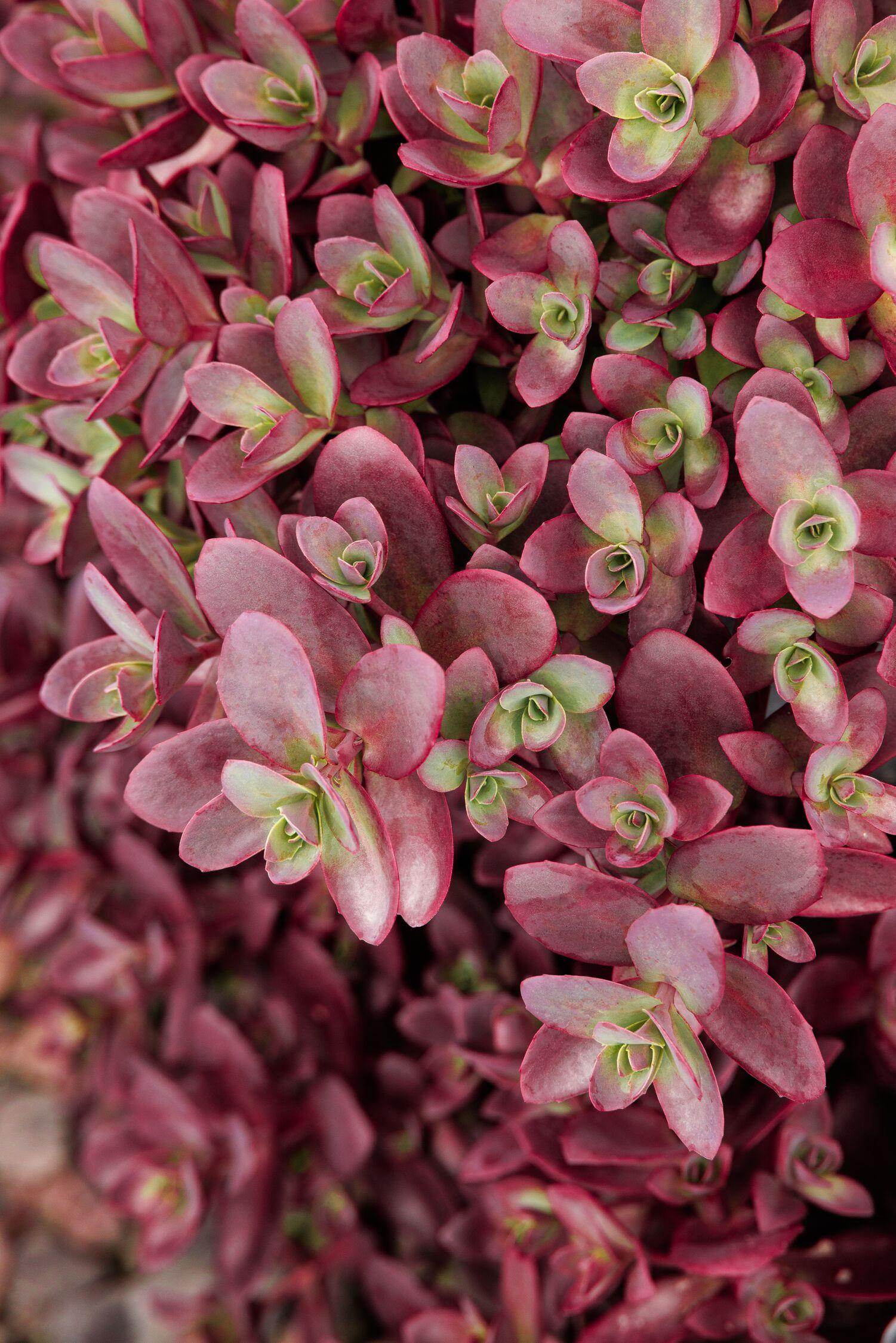 Sedum SUNSPARKLER 'firecracker' | Burgundy Foliage, Perennial