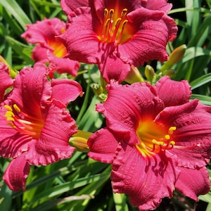 PRE-ORDER Fall Bulbs - Hemerocallis &#39;Cranberry Baby&#39; | Red Compact Daylily | Summer Bloomer | Deer-Resistant | USDA Zones 3–9