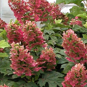 Hydrangea quercifolia &#39;Ruby Slippers&#39; | Oakleaf Hydrangea | Compact Deciduous Shrub | Shade Loving Plant | 1 gallon pot | USDA Zones 5-9