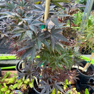 May include: A Japanese maple plant with dark purple and green palmate leaves, supported by a vertical bamboo stake in a black plastic nursery pot. The plant features deeply lobed foliage with some bright red new growth at the top.