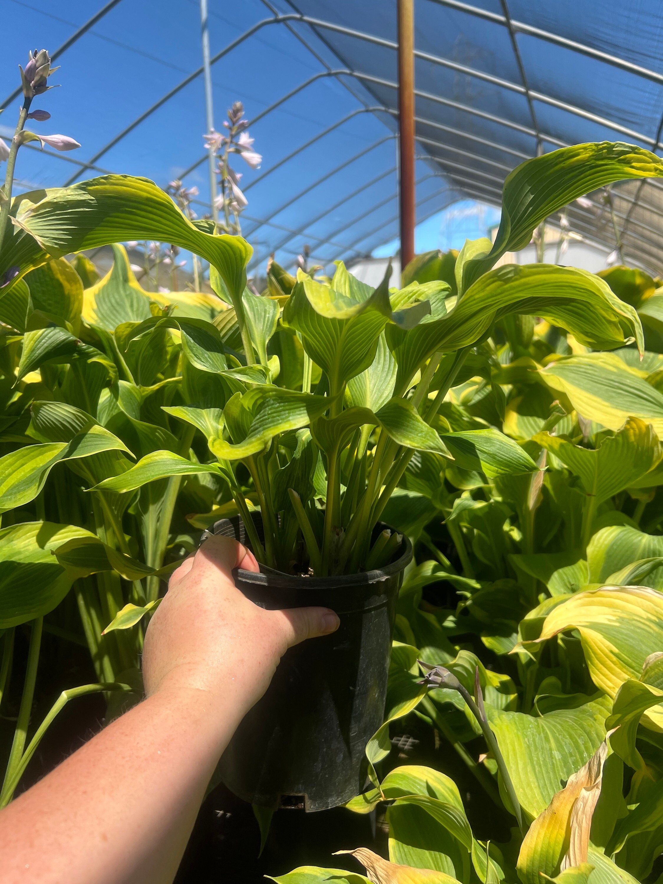 Hosta 'atlantis' PP17093 | Large to Giant Variegated Plantain Lily - Etsy