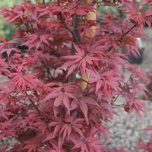 May include: Close-up of a Japanese maple tree with vibrant red leaves. The leaves have a delicate, palmate shape and are densely packed on the branches. The tree's trunk is visible, with a light brown color. The background is blurred, suggesting a garden setting.