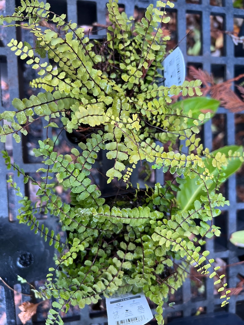 Plantingpartners Asplenium trichomanes Maidenhair Spleenwort - Thumbnail 5