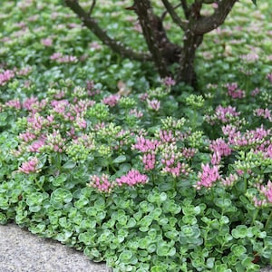 Sedum spurium &#39;John Creech&#39; | Stonecrop | Evergreen | Drought-Tolerant Succulent | USDA Zones 5-9
