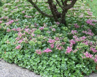Sedum spurium 'John Creech' | Stonecrop